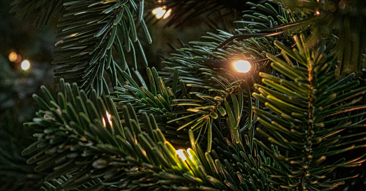 Detailed view of a Christmas tree branch with glowing lights, capturing the festive ambiance.